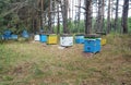 Colorful beehives in the forest. Bees farm Royalty Free Stock Photo