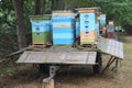 Colorful beehives with honey bees on a trailer transported to a new place in a linden forest for high honey yield