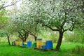 Colorful beehives in spring orchard Royalty Free Stock Photo