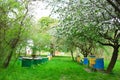 Colorful beehives in spring orchard