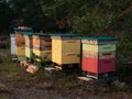 Colorful beehives standing in the forest on the heath.