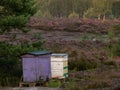 Colorful beehives standing in the forest on the heath.