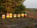 Colorful beehives standing in the forest on the heath.