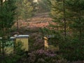 Colorful beehives standing in the forest on the heath.