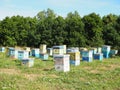 Colorful beehives in sunflower` field in Provance, France