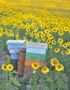 Colorful beehives among sunflowers Royalty Free Stock Photo