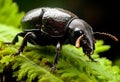 Colorful beetle eats green leaves closeup. Leptinotarsa . Adult Colorado beetle