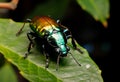 Colorful beetle eats green leaves closeup. Leptinotarsa . Adult Colorado beetle