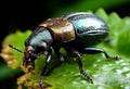 Colorful beetle eats green leaves closeup. Leptinotarsa . Adult Colorado beetle