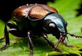 Colorful beetle eats green leaves closeup. Leptinotarsa . Adult Colorado beetle