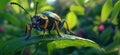 Colorful beetle perched on green leaf in vibrant natural setting Royalty Free Stock Photo