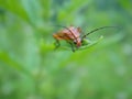 Colorful beetle - red headed fire-colored beetle Royalty Free Stock Photo