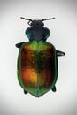 Colorful beetle scarab