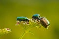 Bugs on beautiful forest plants in summer. Close up. Royalty Free Stock Photo