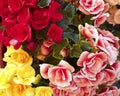 Colorful begonias flowers Royalty Free Stock Photo