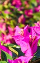 Colorful Begonville flowers in sunny day Royalty Free Stock Photo