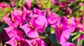 Colorful Begonville flowers in sunny day Royalty Free Stock Photo