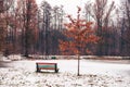 A colorful bench in a snow-covered park accompanied by a small tree with orange leaves Royalty Free Stock Photo