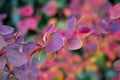 Beautiful Berberis rainbow leaves