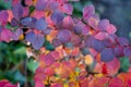 Beautiful Berberis rainbow leaves