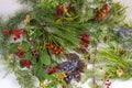 Colorful berries on the branches of an evergreen plant Royalty Free Stock Photo