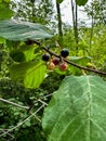 Colorful berries growing on a tree at Wisconsin nature center Royalty Free Stock Photo