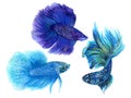 Colorful Betta Fish watercolor hand paint Illustration Siamese and Chinese Fighting Fish, Betta Splendens, for textile fabric