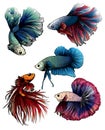 Colorful betta splendens fish hand drawing and sketch