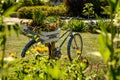 Colorful bicycle In the middle of the garden Royalty Free Stock Photo