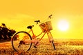 Colorful bicycle on flower field on sunset background Royalty Free Stock Photo