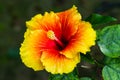 Colorful big joba flower or Hibiscus rosa-sinensis from china