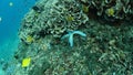 Colorful big live light blue sea star lays at side of coral reef under foliose corals, few yellow Reef Butterfly fishes tropical