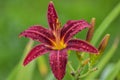 Colorful big pink-red with yellow center trumpet lily flower with raindrops after rain in the summer garden Royalty Free Stock Photo