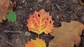 Big-toothed poplar leaf