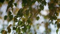 Colorful birch leafage swinging on wind. Beautiful foliage swaying autumn time.