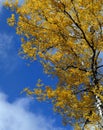 Colorful birch leaves