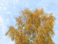 Colorful birch tree in autumn