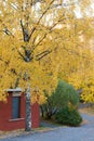 Colorful birch tree yellow foliage