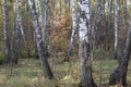 Colorful birch trees in autumn on a Sunny day