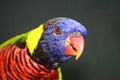 Colorful Bird Royalty Free Stock Photo