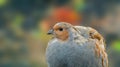 A colorful bird, on a colorful autumn background, posing boldly grey partridge.