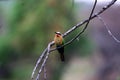 Colorful Bird On Branch