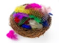 Colorful bird feather in nest isolated Royalty Free Stock Photo