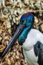 Colorful bird in Featherdale Wildlife Park, Australia