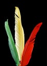 Colorful bird feathers Royalty Free Stock Photo