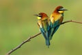 Colorful bird of green, blue, yellow and red European bee eater birds Merops Apiaster Royalty Free Stock Photo