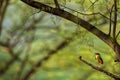 Colorful bird Indian pitta or Pitta brachyura portrait calling for mate in natural green background