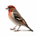 Colorized Studio Portrait Of A Red Bird With Finch Hunting On White Background