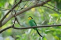 Colorful bird long tailed broadbill on tree branch