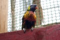 Colorful bird Lories parrot Royalty Free Stock Photo